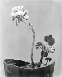 Geranium, Mexico City, ca 1924